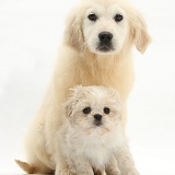 Golden Retriever pup with Shih-tzu pup