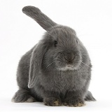 Blue-grey floppy-eared rabbit