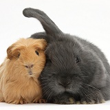 Guinea pig and bunny snuggling