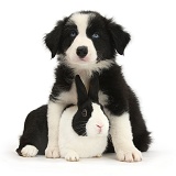 Black-and-white Border Collie pup and black Dutch rabbit