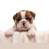 Cute bulldog pup, 5 weeks old, with paws over