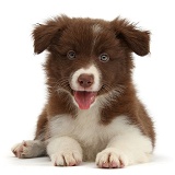 Happy Chocolate Border Collie pup lying with head up