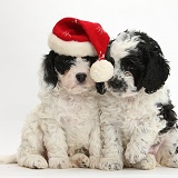Cute Cavapoo puppies wearing Santa hat