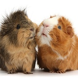 Two elderly Guinea pigs cheek-to-cheek