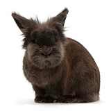 Elderly Lionhead rabbit