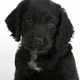 Black Cocker Spaniel puppy
