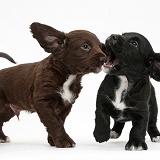 Black and chocolate Cocker Spaniel puppies play-fighting