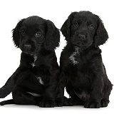 Black Cocker Spaniel puppies