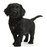 Black Cocker Spaniel puppy standing