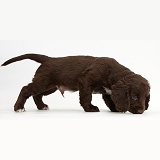 Chocolate Cocker Spaniel puppy sniffing the ground