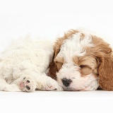 Cute sleeping Cavapoo puppy
