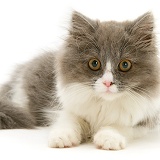 Grey-and-white kitten lying with head up