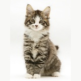 Tabby-and-white Maine Coon kitten, sitting