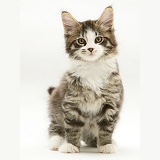Tabby-and-white Maine Coon kitten, sitting