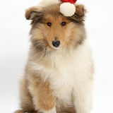 Rough Collie pup wearing a Santa hat