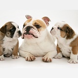 Bulldog mother and puppies