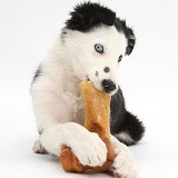 Black-and-white Border Collie puppy