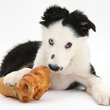 Black-and-white Border Collie puppy