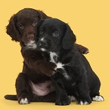 Black and chocolate Cocker Spaniel puppies hugging