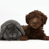 Chocolate Labradoodle puppy and rabbit
