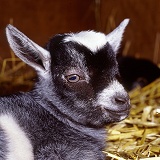 Pygmy goat kid, 1 day old