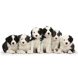 Six Border Collie pups