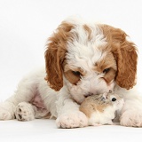 Cute Cavapoo puppy and Roborovski Hamster