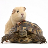 Young yellow Guinea pig with feet up on a tortoise
