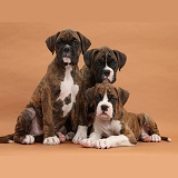 Three Boxer puppies, 8 weeks old, on brown background