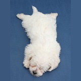 Cute white Yochon puppy sleeping stretched out