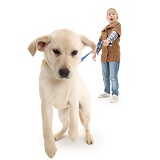 Yellow Labrador Retriever pup straining at the leash