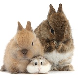 Roborovski Hamster with cute baby bunnies