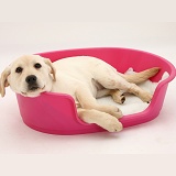Yellow Labrador pup lying in a plastic dog bed