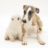 Whippet and cute Westie puppy nose-to-nose