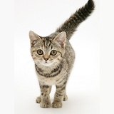 Brown spotted tabby kitten, walking forward with tail erect