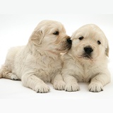 Cute Golden Retriever pups