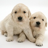 Two cute Golden Retriever pups