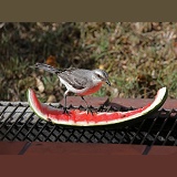 Tropical Mockingbird feeding on water melon