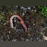 Earthworm beneath plant pot