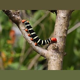 Giant Grey Sphinx moth caterpillar or Frangipani Worm