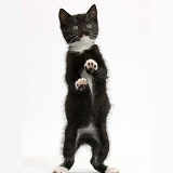 Black-and-white kitten standing up