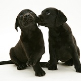 Two Black Labrador Retriever pups, 8 weeks old