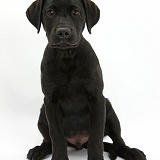 Black Labrador Retriever pup