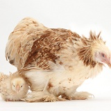 Bantam hen and frizzle feather chicken chick