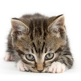 Tabby kitten sniffing the ground