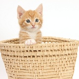 Ginger kitten hiding in a raffia basket