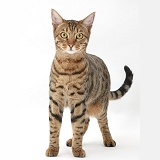 Bengal male cat standing