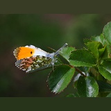 Orange-tip butterfly basking