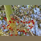 Tropical Mockingbird feeding on palm fruit