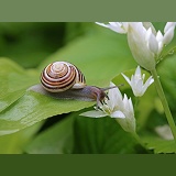 White-lipped Banded Snail on Wild Garlic